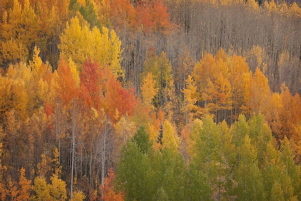 USA, Colorado, Red Mountain Pass. Autum-colored forest