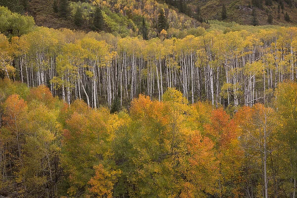 USA, Colorado, White River National Forest. Aspen grove at peak autumn color. Credit as