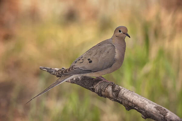 USA, Colorado, Woodland Park. Mourning dove on branch