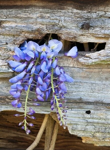 USA, Georgia. Close-up of wisteria growing through hole in old barn wood