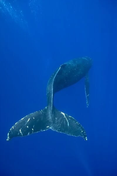 USA, Hawaii, Big Island, Underwater view of Humpback Whale (Megaptera novaengliae)