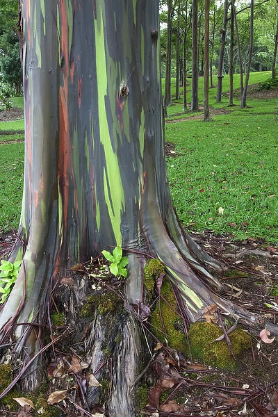 USA, Hawaii, Kauai. Close-up of colorful eucalyptus tree bark