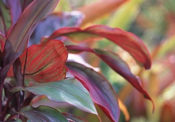 USA, Hawaii, Kauai. Close-up of ti plant leaves