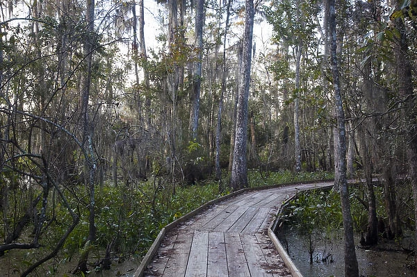 USA, Louisiana, Jean Lafitte. National Historic Park and Preserve, swamp trail, morning