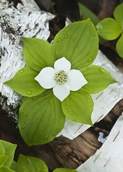 USA, Maine, Acadia National Park. Close-up of bunchberry or dwarf cornel plant on log