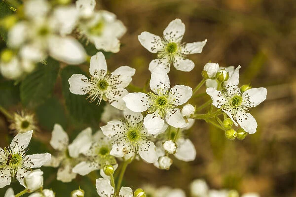 USA, Minnesota, Pine County, blackberry blossoms