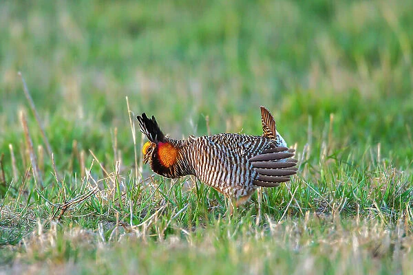 USA, Nebraska, Loup County. Greater prairie chicken male displaying on lek