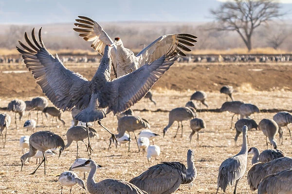 USA, New Mexico, Bernardo Wildlife Management Area. Sandhill cranes dancing in courtship behavior
