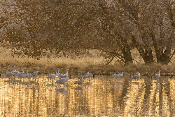 USA, New Mexico, Bosque del Apache National Wildlife Refuge. Sandhill cranes in water at sunset