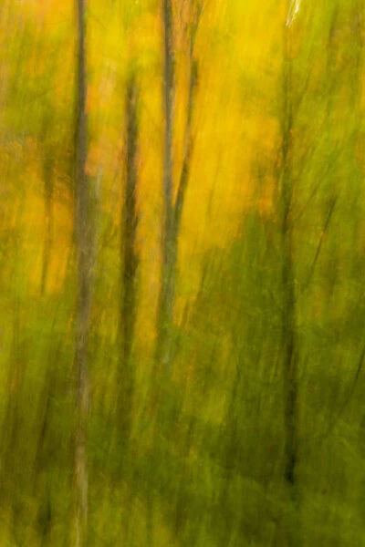 USA, New York, Adirondack State Park. Forest abstract