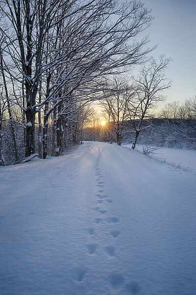 USA, New York State. Animal tracks in snow, Erie Canal