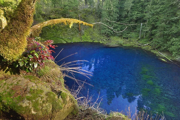 USA, Oregon. Blue or Tamolitch Pool on McKenzie River