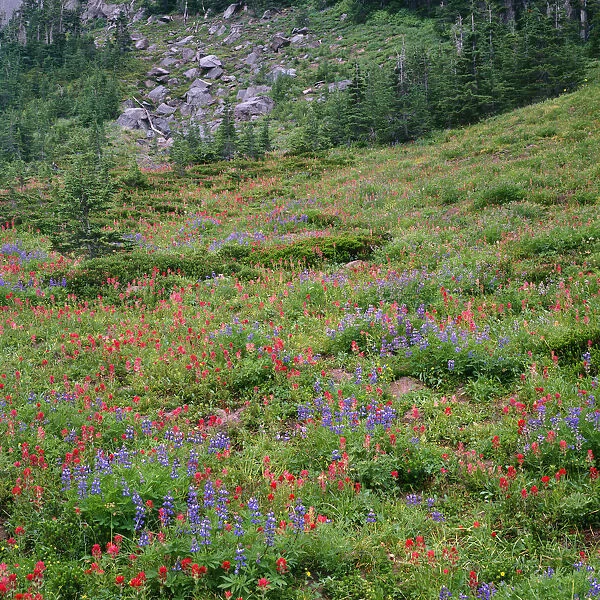 USA, Oregon, Mount Hood Wilderness, Mount Hood National Forest, Paintbrush and lupine