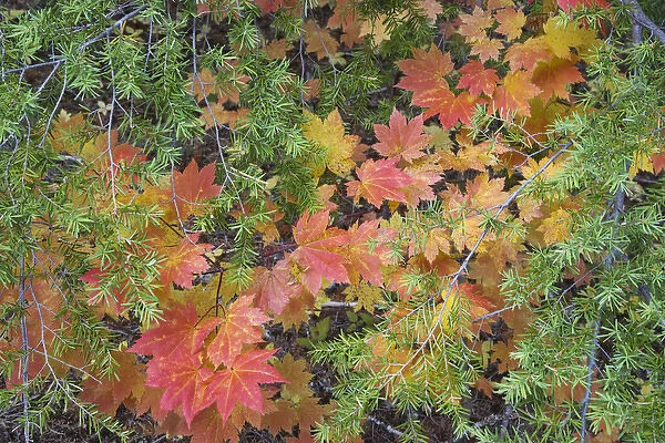 USA, Oregon, Rogue River National Forest. Close-up of vine maple leaves and hemlock branches