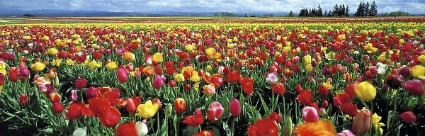 USA, Oregon, Willamette Valley. USA, Oregon, Willamette Valley. A tulip field in