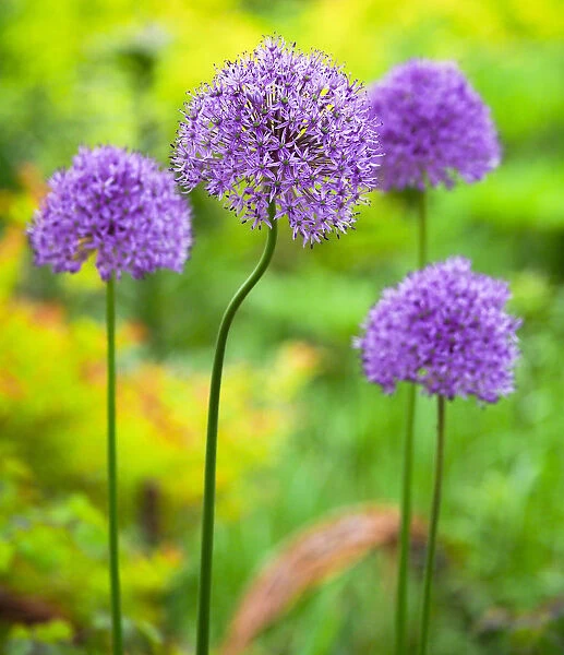 USA, Pennsylvania. Close-up image of the summer flowering bulbous perennial purple Allium flowers
