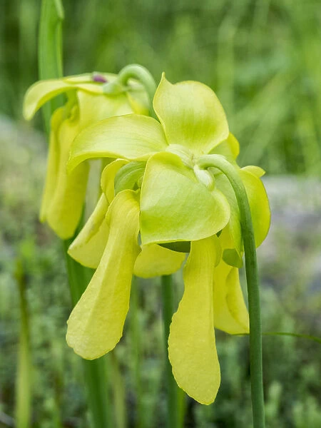 Yellow Flowers Of The Pitcher Plant