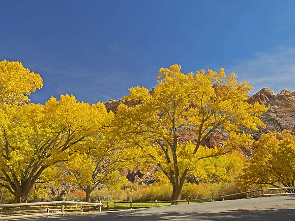 USA, Utah. Capitol Reef National Park, The Castle with Golden Fremont Cottonwood trees