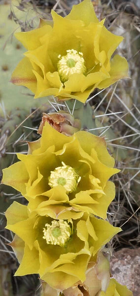 USA, Utah. Prickly pear cactus bloom, Arches National Park