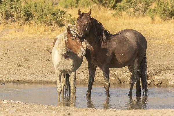 USA, Utah, Tooele County. Wild horses in waterhole