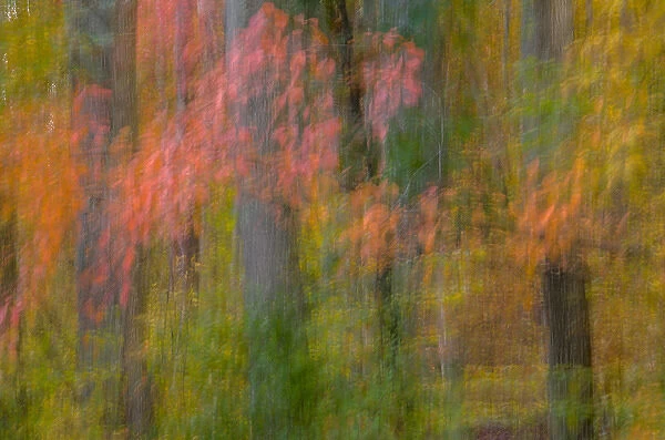USA, Virginia, Great Falls Park. Abstract of autumn colors on trees