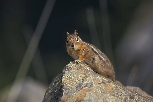 USA, WA, North Cascades. Golden Mantled Ground Squirrel on rock