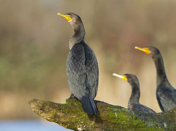 USA, Wahsington State. Double-crested Cormorants (Phalacrocorax auritus) roost