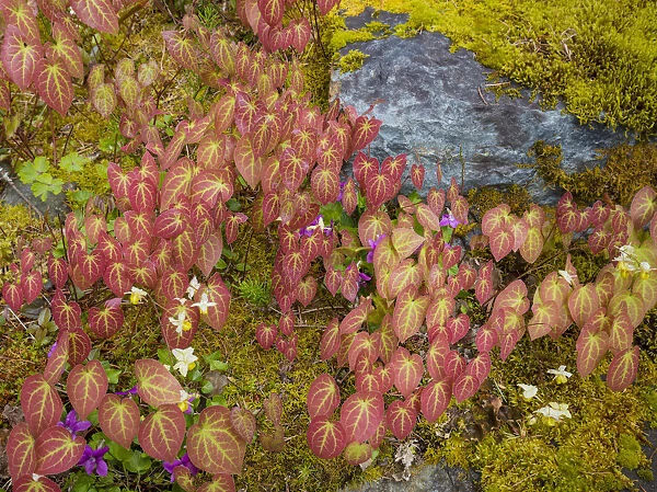 USA, Washington, Bainbridge Island. Epimedium plants in garden