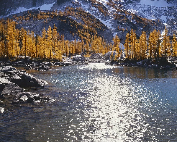 USA, Washington, Enchantment Basin, Alpine Lakes Wilderness, Larch trees in fall