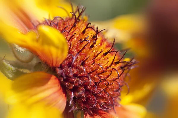 USA, Washington, Palouse. Close-up of a sunflower