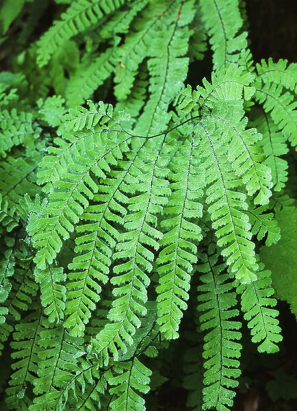 USA, Washington State, Dew covered fern at Mt. Rainier National Park