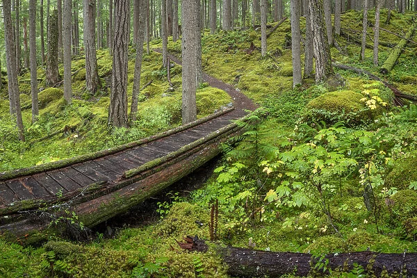 USA, Washington State, Olympic National Forest. Panoramic of Lower Dungeness Trail in