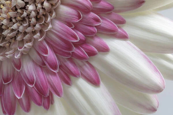 USA, Washington State, Seabeck. Gerbera daisy flower close-up