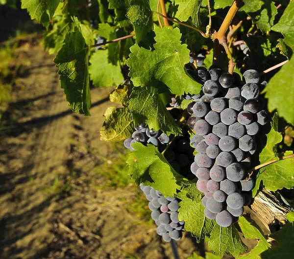 USA, Washington, Wahluke Slope AVA. The Wahluke Slope AVA produces grapes like Cabernet