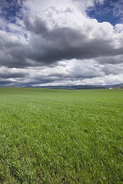 USA, Washington, Wallula, Clouds above spring wheat field on spring afternoon