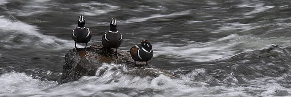 USA, Wyoming. Harlequin ducks, La Grange Cascade For sale as Framed Prints,  Photos, Wall Art and Photo Gifts