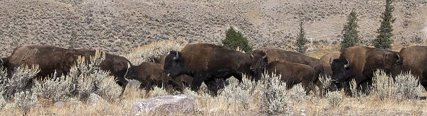 USA, Wyoming, Yellowstone National Park, Lamar Valley. Herd of American bison