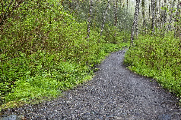 WA, Olallie State Park, Forest trail