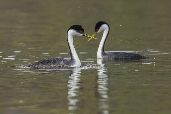 Western grebes, courting