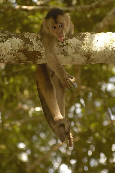 White-fronted capuchin monkey (Cebus albifrons) WILD MONKEY FORMING PART OF A TROOP