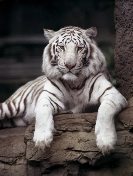 white-tiger ソニー用 SIGMA 50mm DN Art white-tiger ソニー用 SIGMA