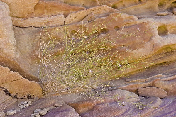 Wire-lettuce against sandstone, Rainbow vista, Valley of Fire, NV