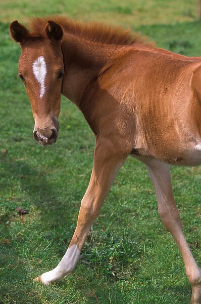 Young colt walking through a green pasture