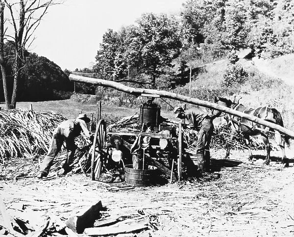 AMERICA: FARMING, c1900. Ohio farmers using horsepower to crush sorghum canestalks