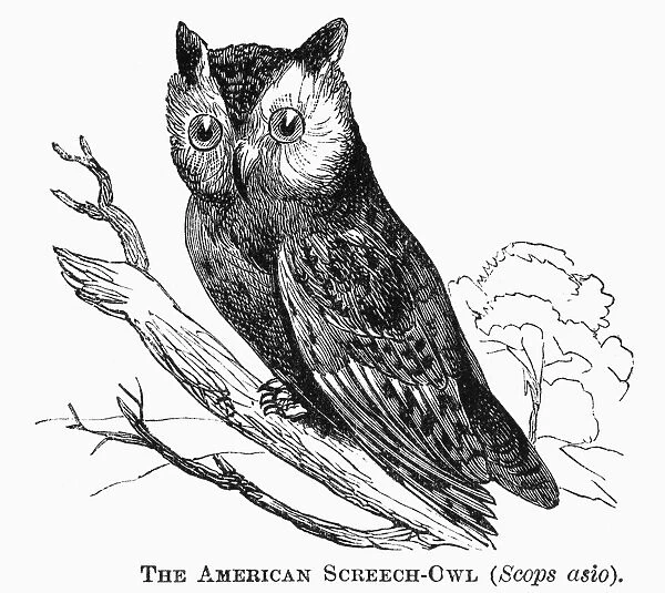 AMERICAN SCREECH OWL, 1877. Scops asio. Line engraving, 1877