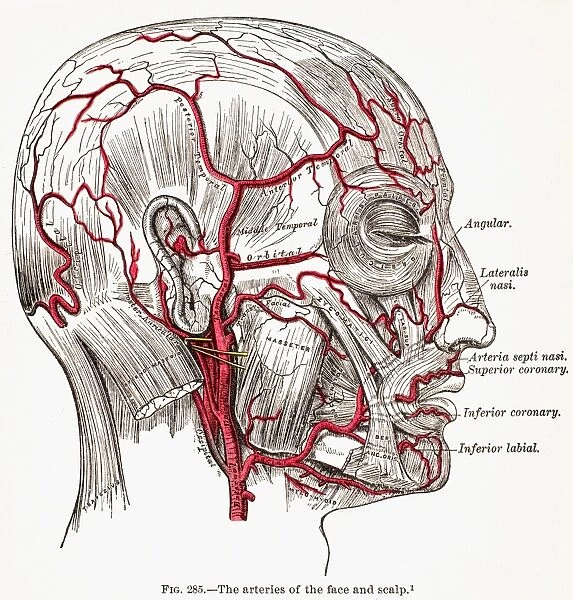 The arteries of the face and scalp. 19th century wood engraving