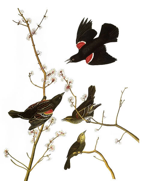 AUDUBON: BLACKBIRD, (1827). Red-winged Blackbird, or red-winged Starling (Agelaius phoeniceus) by John James Audubon for his Birds of America, 1827-38