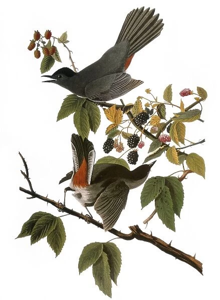 AUDUBON: CATBIRD, (1827-38). Gray Catbird (Dumetella carolinensis) by John James Audubon for his Birds of America, 1827-1838