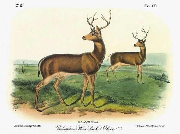AUDUBON: DEER. Two male Columbian black-tailed deer (Odocoileus hemionus columbianus)