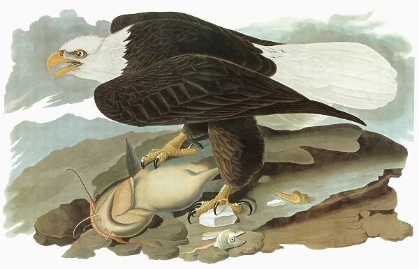 AUDUBON: EAGLE. Bald Eagle (Haliaeetus leucocephalus)